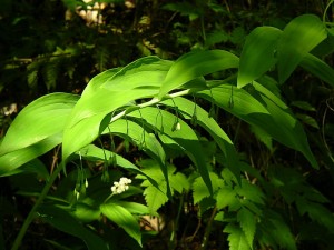 Solomons seal, Polygonatum biflorum