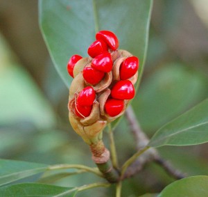 Magnolia virginiana is often grown as an ornamental tree in gardens, and used in horticultural applications to give an architectural feel to landscape designs. -Wikipedia.