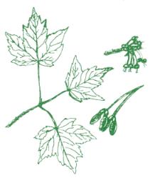 Red Maple "Scarlet Maple", "Swamp Maple" (Acer rubrum)