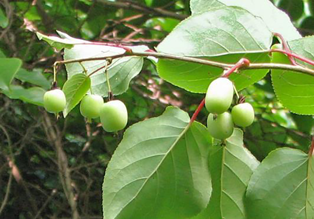 Hardy Kiwi Actinidia arguta Chinese gooseberries Northwest Michigan Invasive Species Network ISN The Betsie Current newspaper