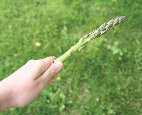 norconk asparagus linda hepler beaty aubrey ann parker photography the betsie current