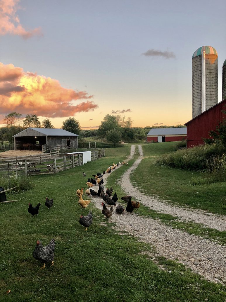 Lindgren Family Farm pasture-raised heritage chickens grass-fed pastured cattle cows Benzie County farmer Mick Road Benzonia The Betsie Current newspaper Nicole. L Bates author