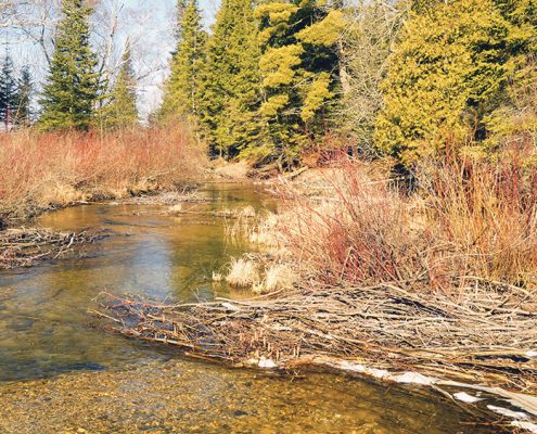 Otter Creek Aral Spring Betsie Current
