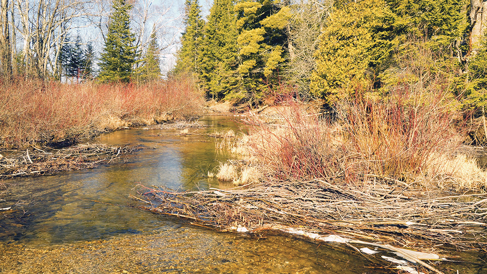 The Once and Future Otter Creek