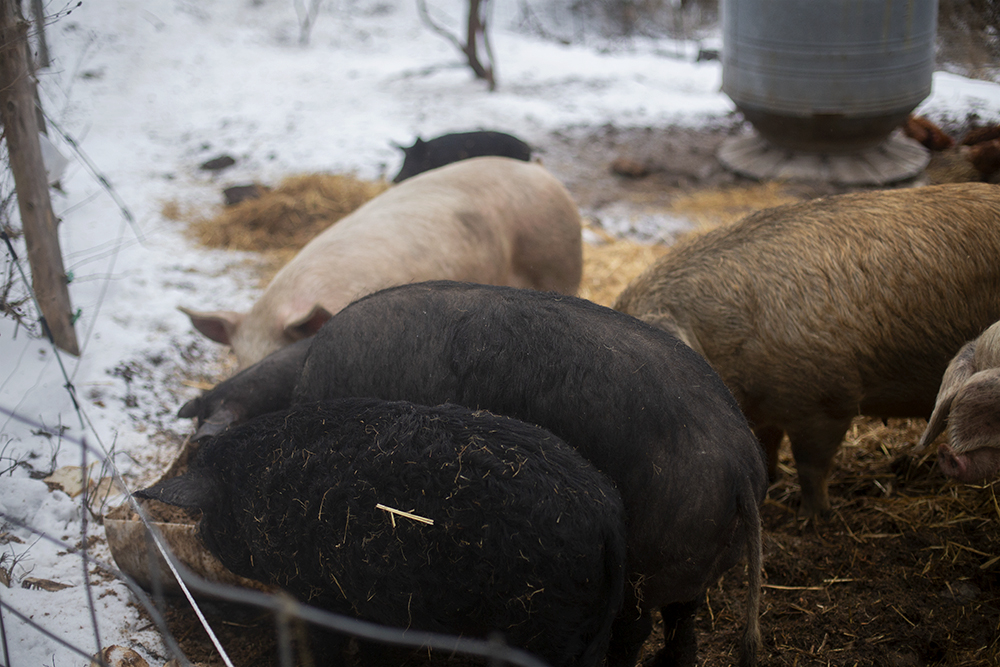 mangalitsa heritage breed hog hairy pig Michigan Benzie County farmer free range pork Jason Emmily Sheffield 1801 Farm Frankfort The Betsie Current  Aubrey Ann Parker photography