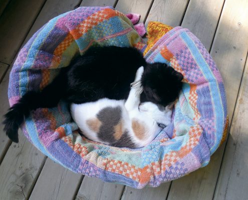 hospice cat Beau Vallance The Betsie Current