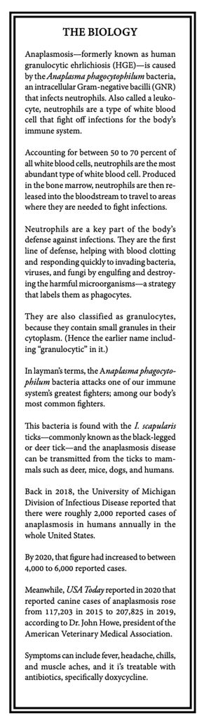Anaplasmosis biology tickborne illness tick-borne disease deer tick black-legged ticks blacklegged tick dog dogs horse horses equine human disease northern michigan benzie manistee county the betsie current newspaper