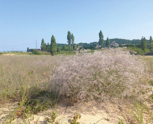 Full-sized baby’s breath Elberta Beach Emily Cook The Betsie Current