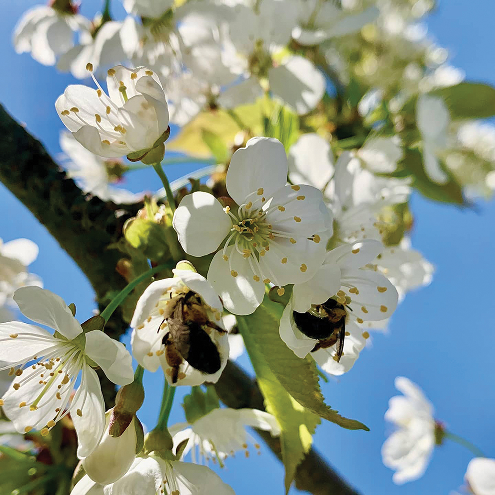 Cherry blossom North Star organic cherry farm cherries kobernik family frankfort Michigan the betsie current newspaper Benzie County Michigan