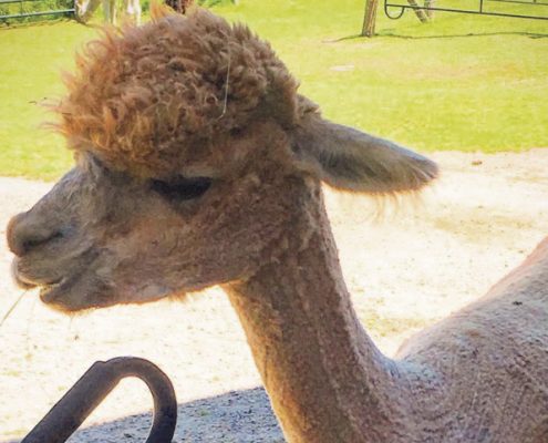 Crystal Lake Alpaca Farm Crystal Lake Alpaca Boutique Frankfort MIchigan Benzie County kids activities children's activities Nicole Bates The Betsie Current