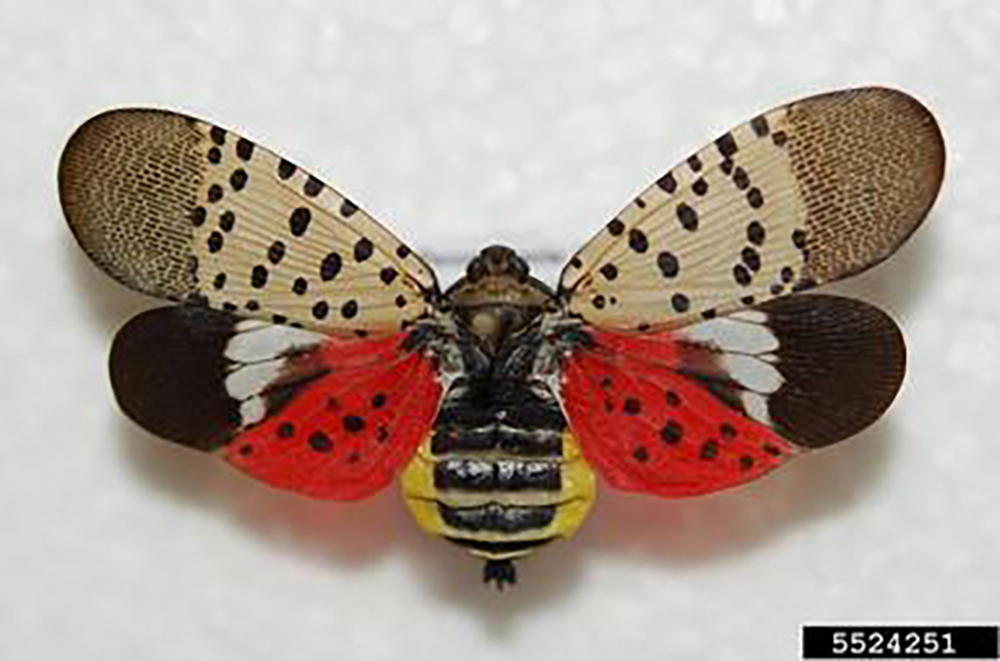 Spotted lanternfly Lycorma delicatula Northwest Michigan Invasive Species Network ISN The Betsie Current newspaper Benzie County Tree of Heaven Ailanthus altissima