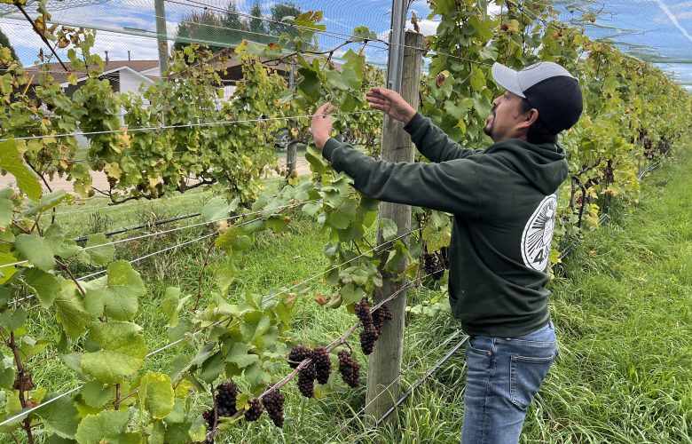 Future of H-2A Workers