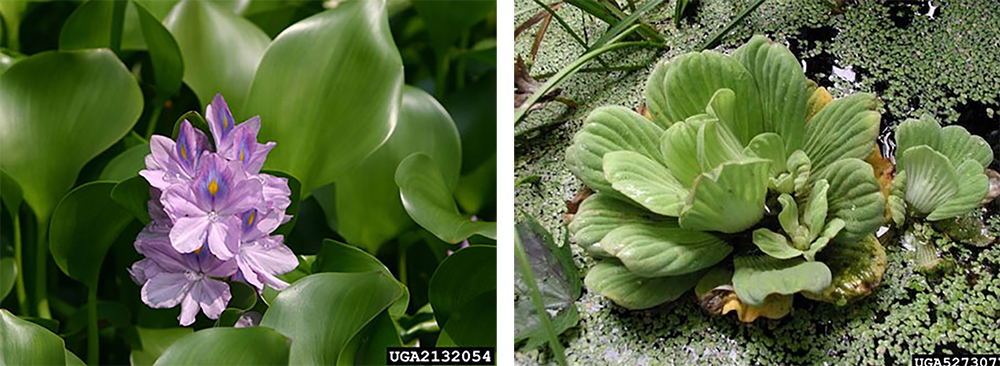 Water hyacinth Eichhornia crassipes Water lettuce Pistia stratiotes Northwest Michigan Invasive Species Network ISN The Betsie Current newspaper