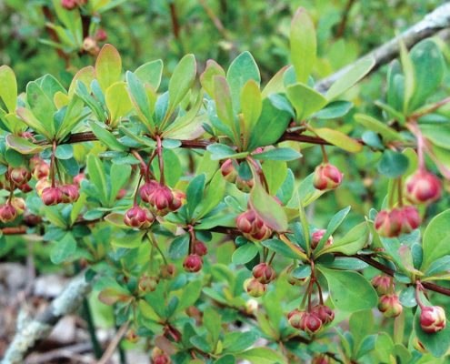 Appealing because of its hardy nature, red berries, and resistance to deer, Japanese barberry is classified as an invasive species, because it spreads into nearby natural areas. But barberry also is host to Lyme-disease-carrying blacklegged ticks, which takes this invasive plant issue beyond just an ecological matter and into the realm of public health. Photo courtesy of the Northwest Michigan Invasive Species Network (ISN).